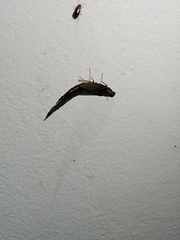 Lymexylidae