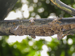 Hemidactylus platycephalus