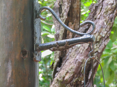 Hemidactylus platycephalus