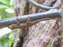 Hemidactylus platycephalus