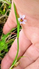 Sisyrinchium rosulatum