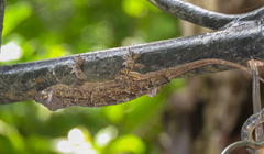 Hemidactylus platycephalus