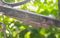 Hemidactylus platycephalus
