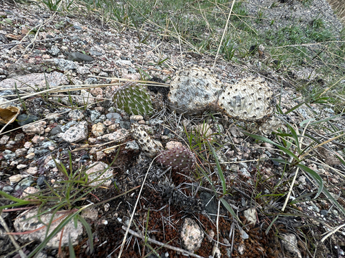 Opuntia polyacantha