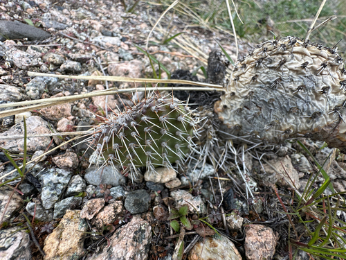 Opuntia polyacantha