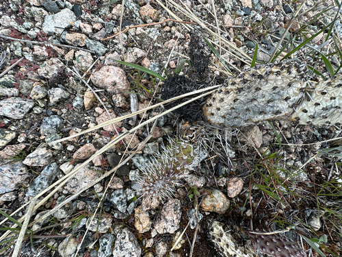 Opuntia polyacantha