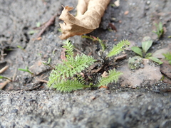 Achillea millefolium