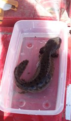 Necturus maculosus