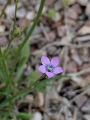 Gilia flavocincta