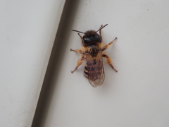 Andrena