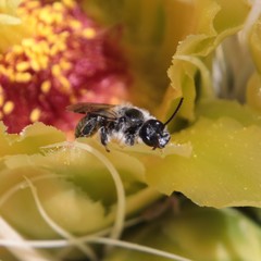 Dufourea echinocacti