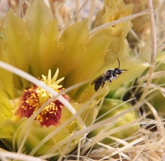 Dufourea echinocacti