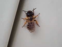 Andrena