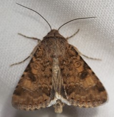 Heliothis punctifera