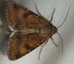 Heliothis punctifera