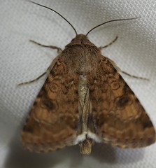 Heliothis punctifera