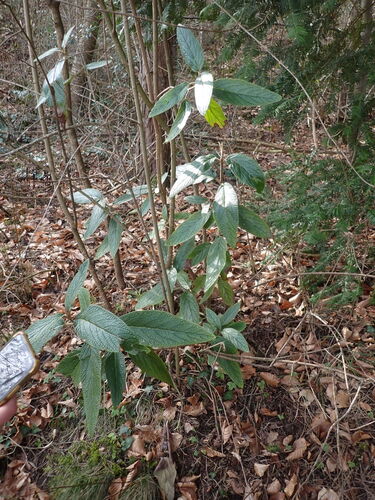 Leatherleaf viburnum (Viburnum rhytidophyllum)