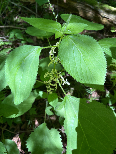 Canadian Woodnettle (Laportea canadensis)