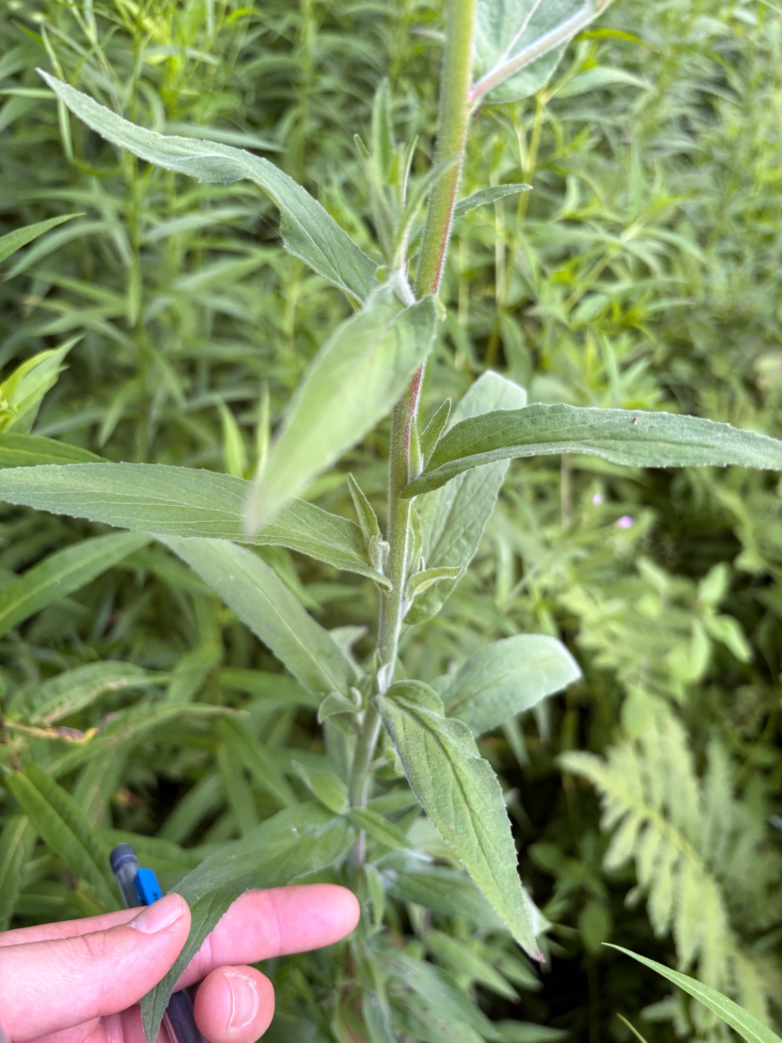 Smallflower Hairy Willowherb (Epilobium parviflorum)