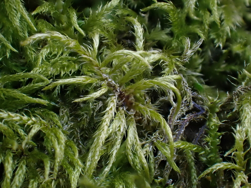 Sciuro-hypnum reflexum observed 2026-04-03