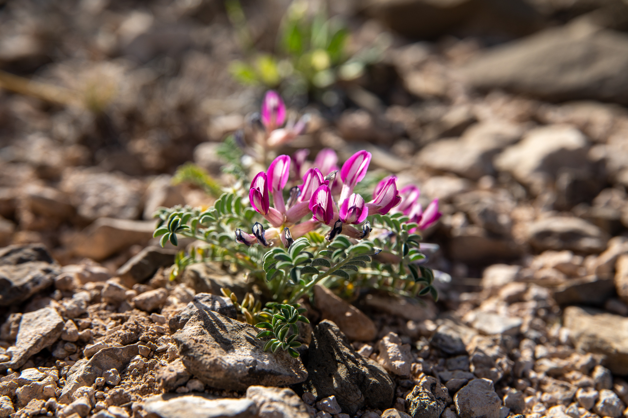Astragalus waterfallii