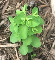 Euphorbia peplus