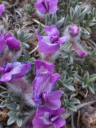 Nuttall's Oxytrope (Oxytropis multiceps)