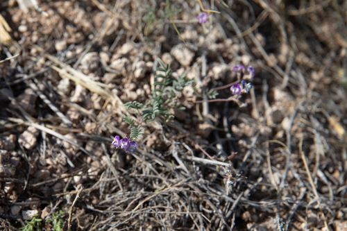 Emory's Milkvetch