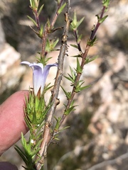 Prismatocarpus cliffortioides