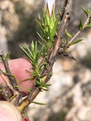 Prismatocarpus cliffortioides