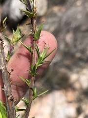 Prismatocarpus cliffortioides