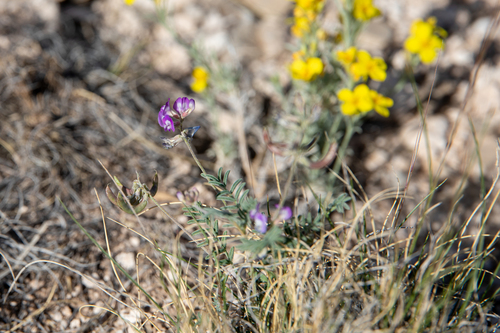 Emory's Milkvetch