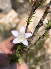 Prismatocarpus cliffortioides