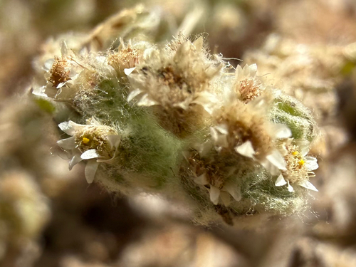 western marsh cudweed (Gnaphalium palustre)