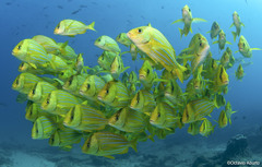 Panamic Porkfish photo 3