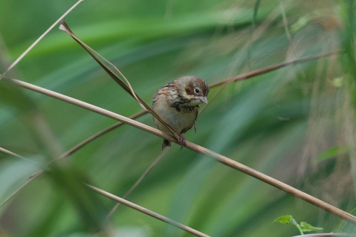 Chestnut-eared Bunting (Emberiza fucata), photo 3