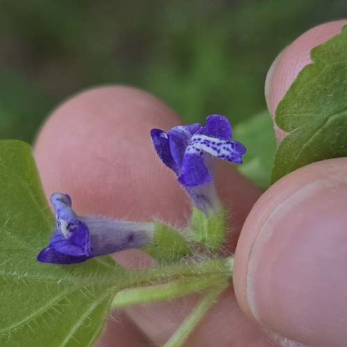 Scutellaria tuberosa, photograph 5