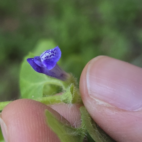 Scutellaria tuberosa, photograph 6