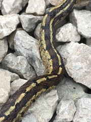 Thamnophis sirtalis semifasciatus