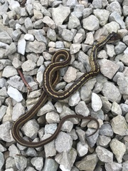 Thamnophis sirtalis semifasciatus