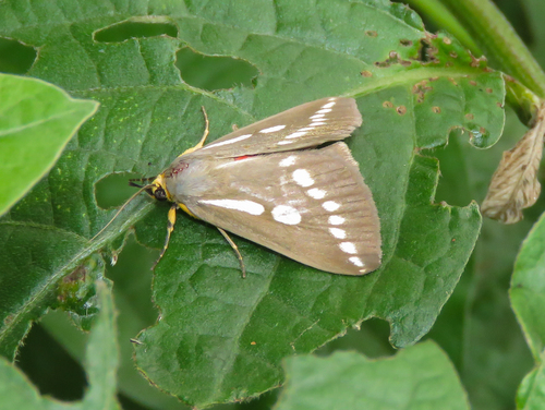Calesia zambesita