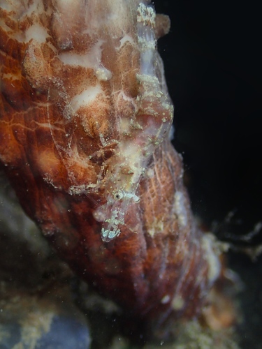 Chamaeleon Prawn, photo 8 of 9