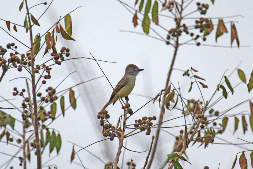 Myiarchus yucatanensis yucatanensis