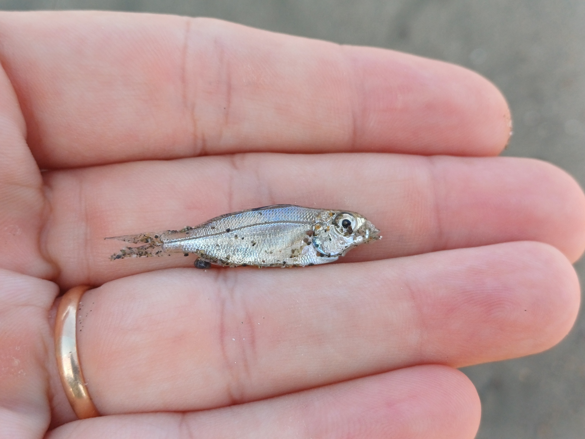 Pacific Flagfin Mojarra photo 8