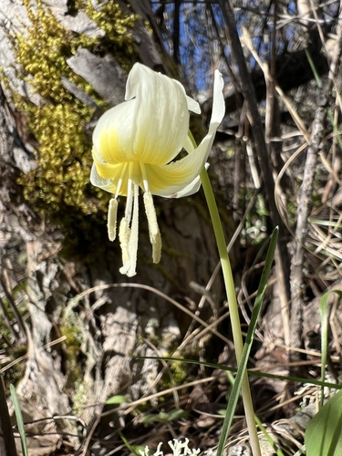 Erythronium idahoense, photograph 6