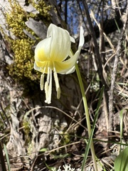Erythronium idahoense, photograph Cindy Bell, CC BY, iNaturalist via GBIF