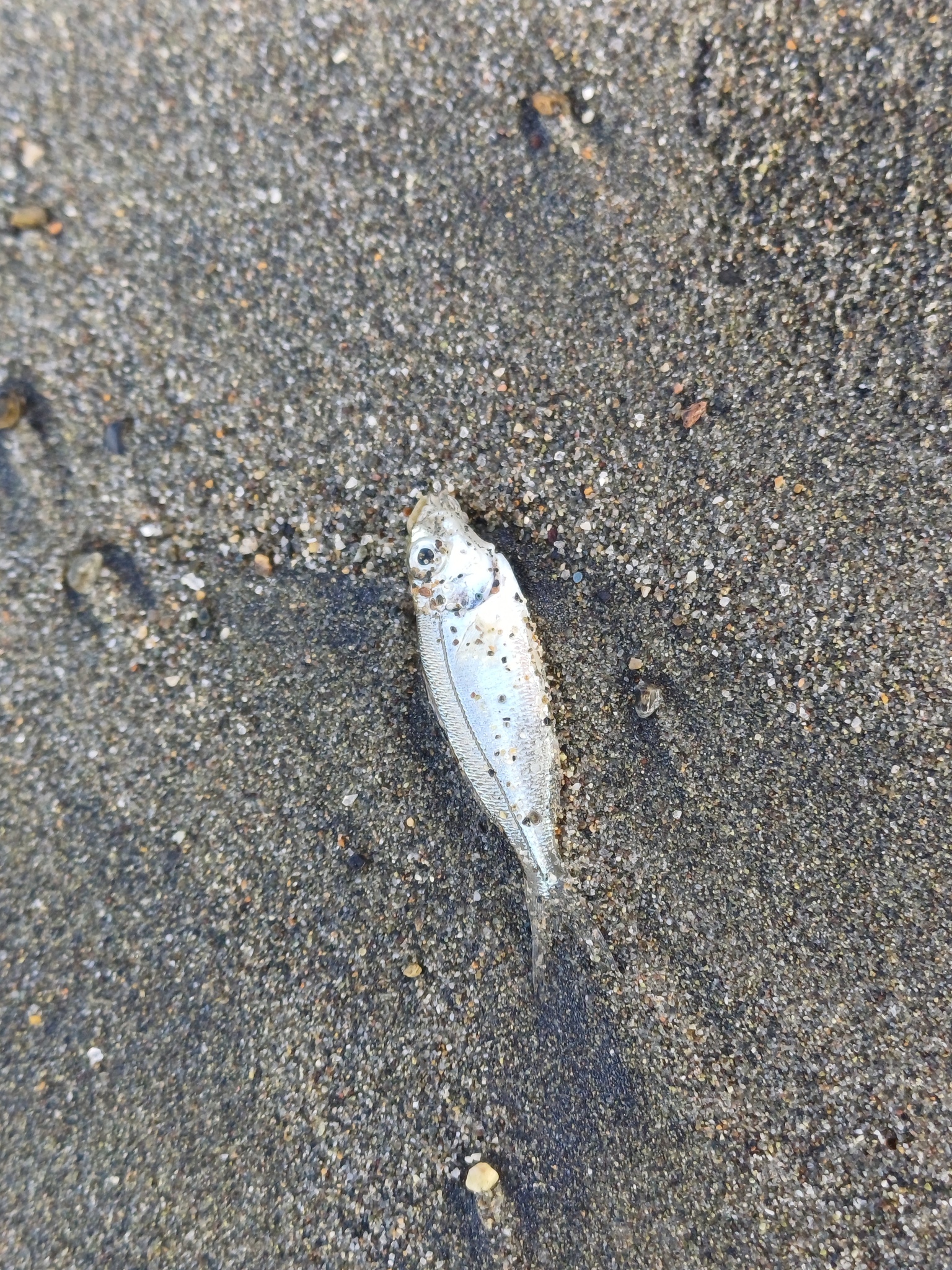 Pacific Flagfin Mojarra photo 7