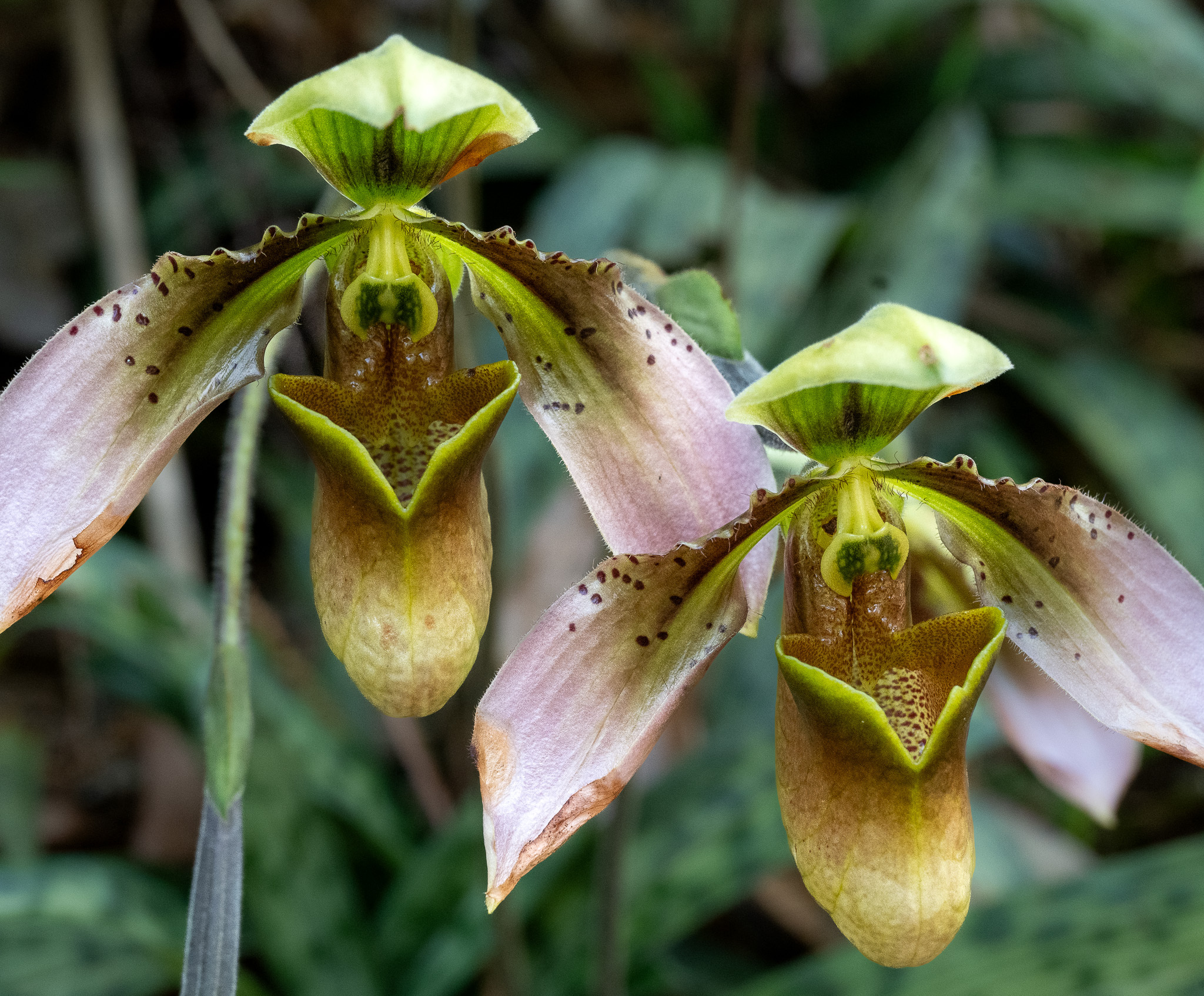 Paphiopedilum appletonianum (Paphiopedilum appletonianum)