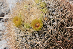 Dufourea echinocacti