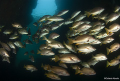 Amarillo Snapper photo 4